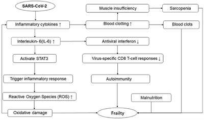 Frailty Pathogenesis, Assessment, and Management in Older Adults With COVID-19